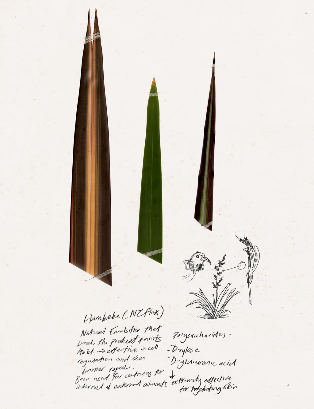Illustrated tall grass blades and plants with handwritten notes on paper