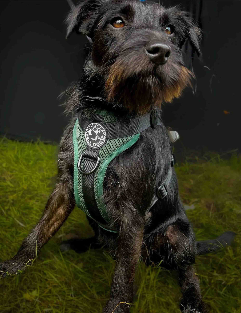 FELLDOG HELLVELLYN HARNESS MED - FOREST