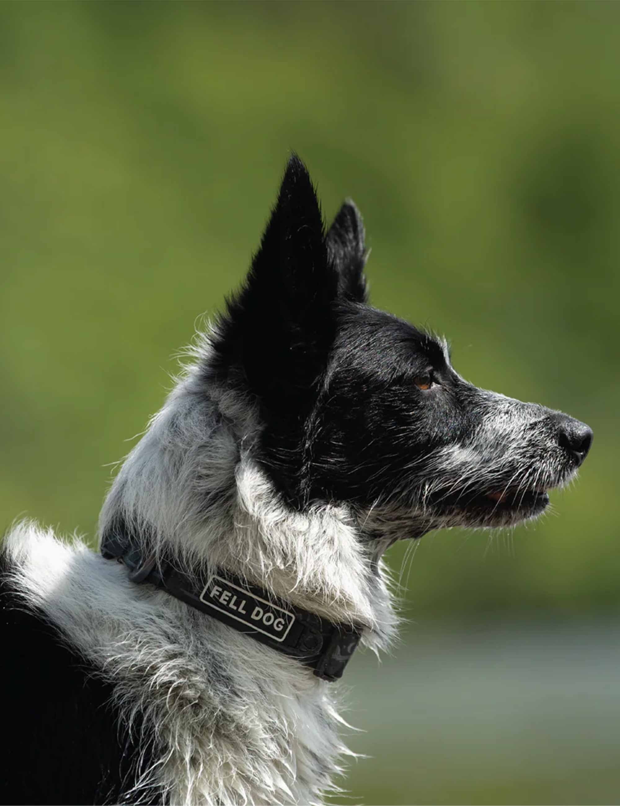 Fell Dog FEL DRE COL L FEL DRENCH COL LGE - BLK