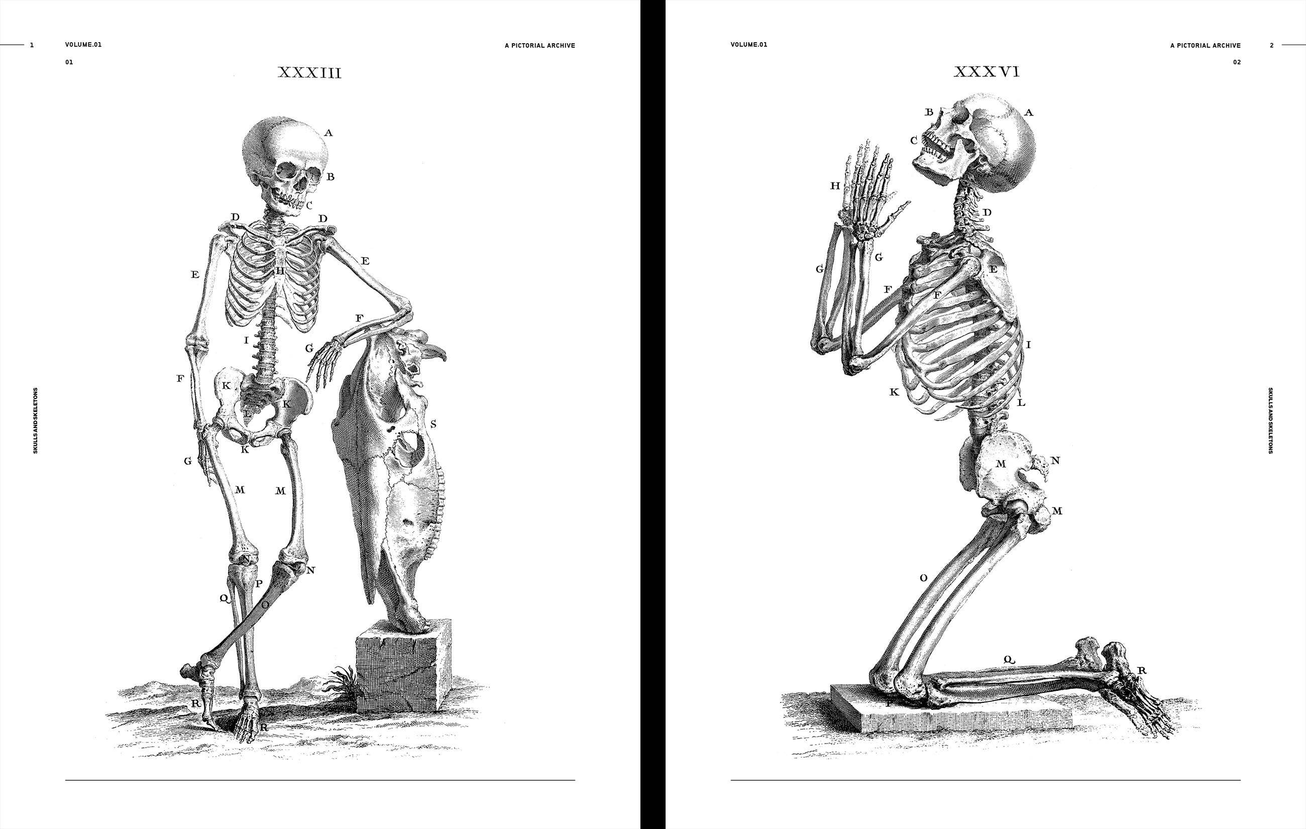 Skulls & Skeletons Book by Kale James