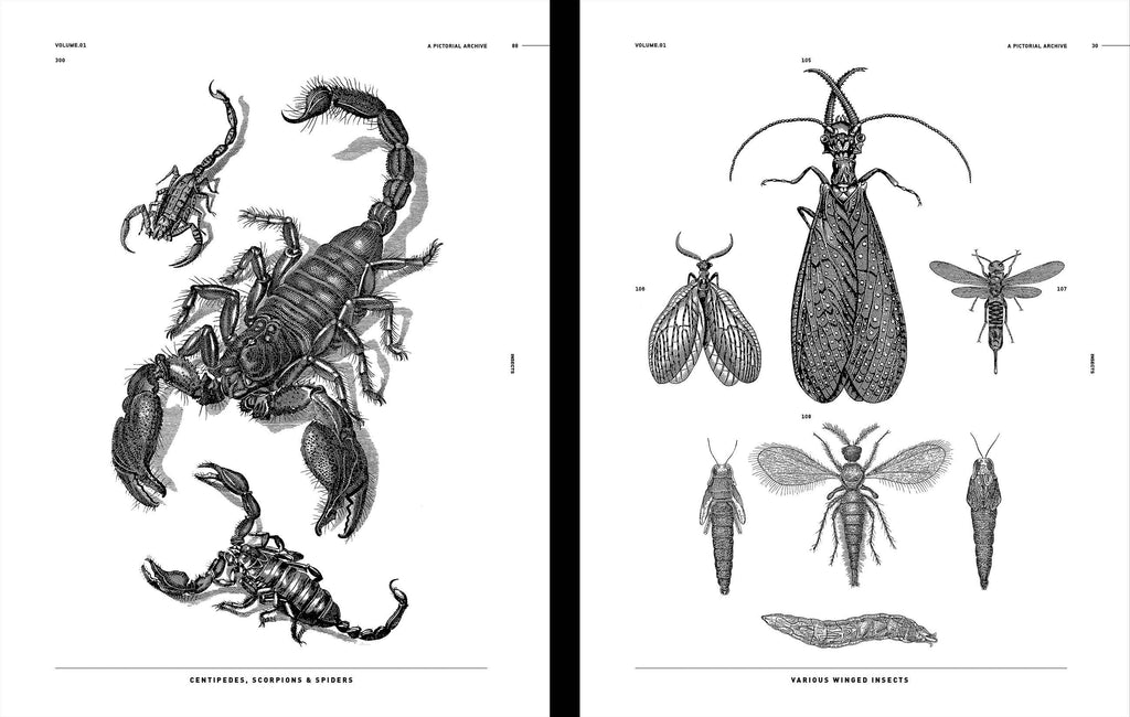 Insects reference book open spread with intricate black-and-white insect drawings