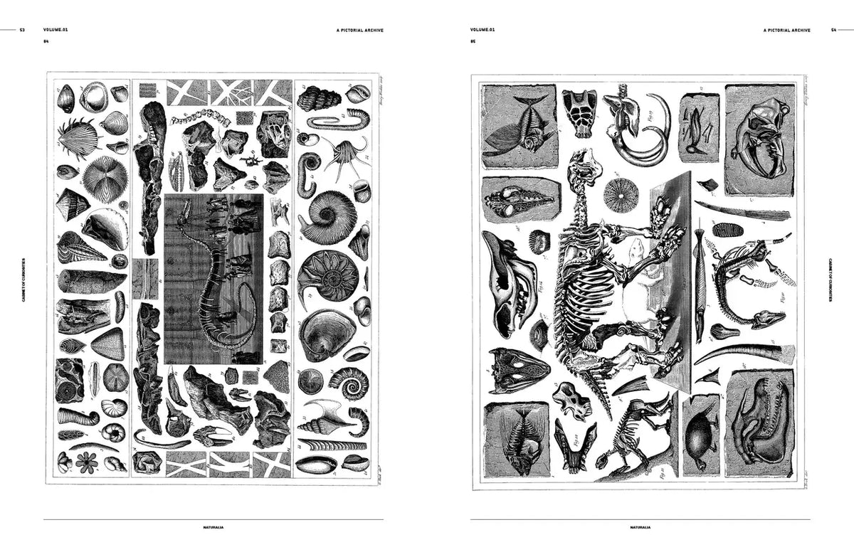 Vault Editions UK Cabinet of Curiosities: An Image Archive