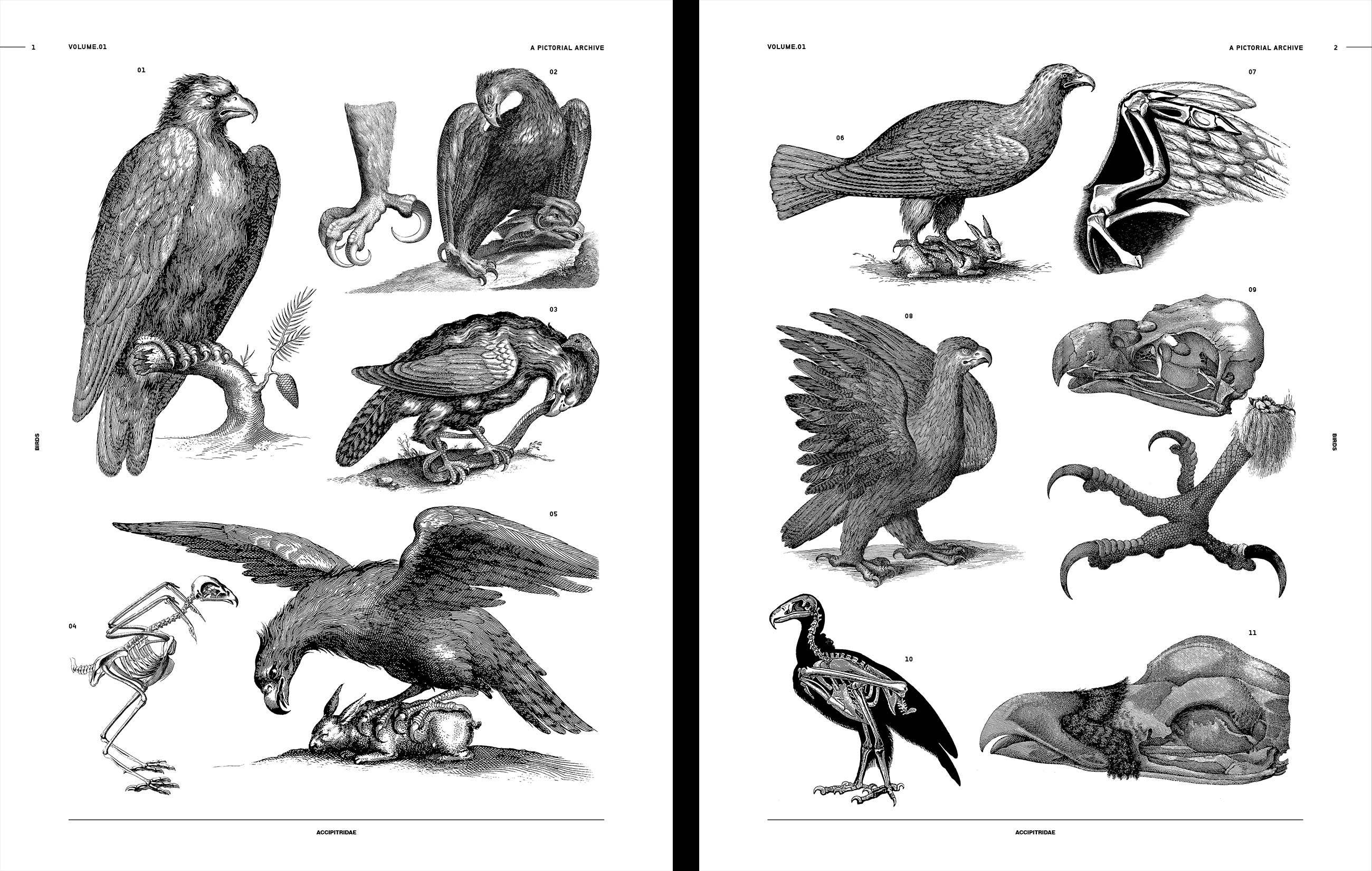 Vault Editions Birds Reference Book Book by James Kale