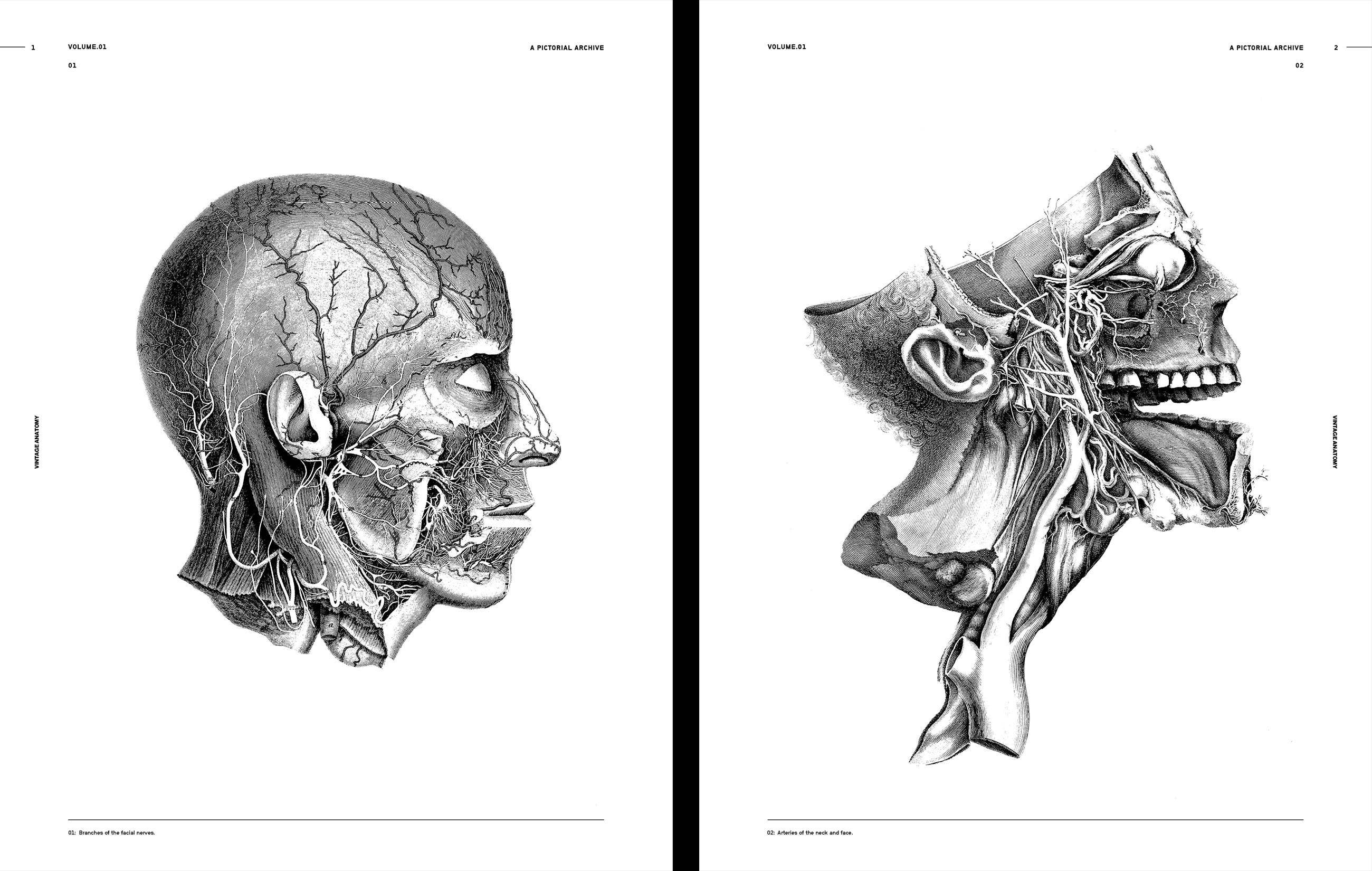 Vault Editions Vintage Anatomy Book by James Kale