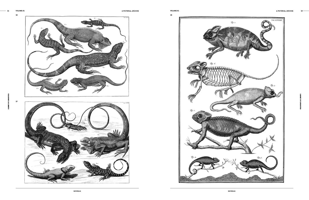 Open book spread with black-and-white engravings of reptiles and insects