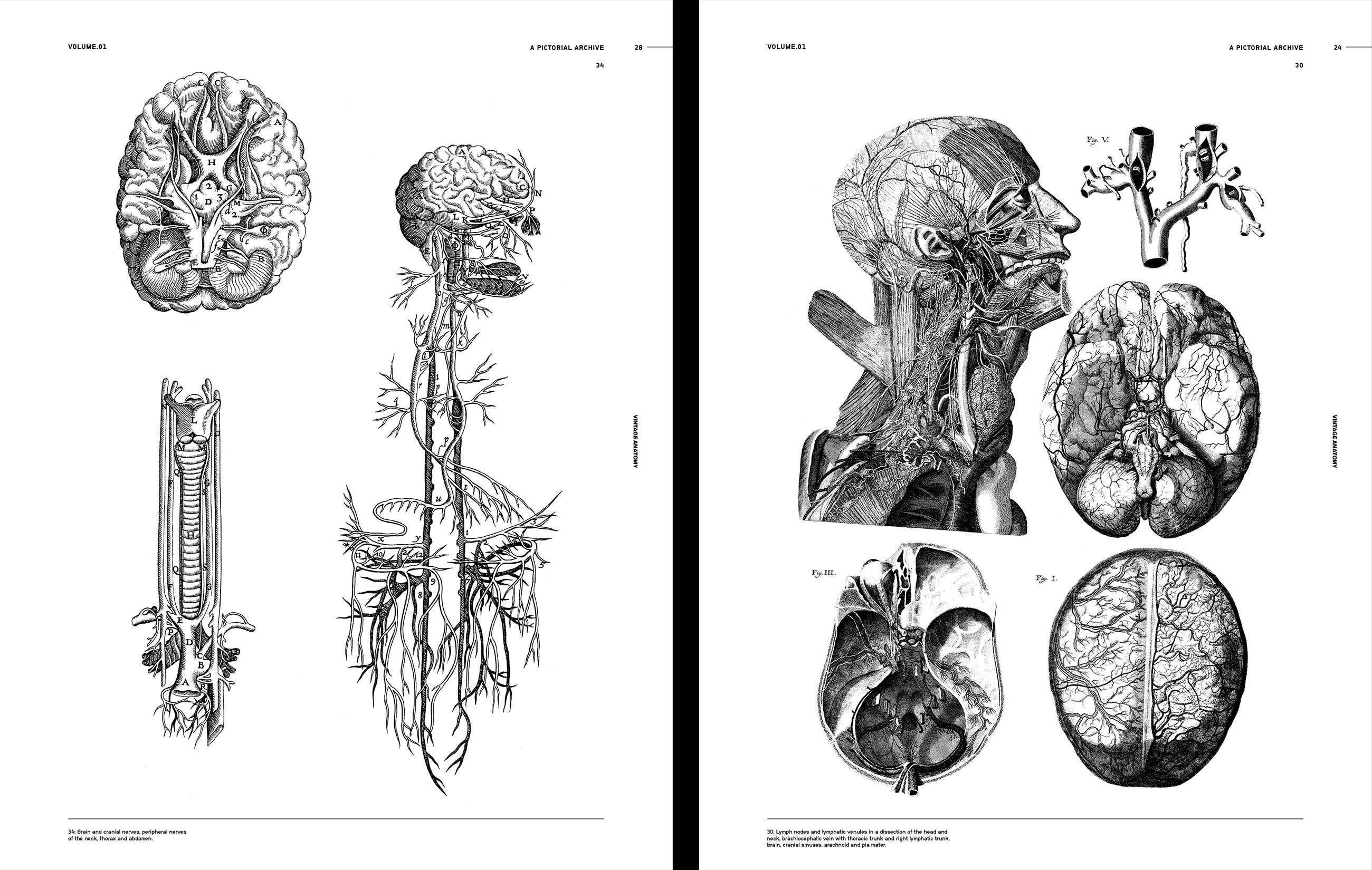 Vault Editions Vintage Anatomy Book by James Kale