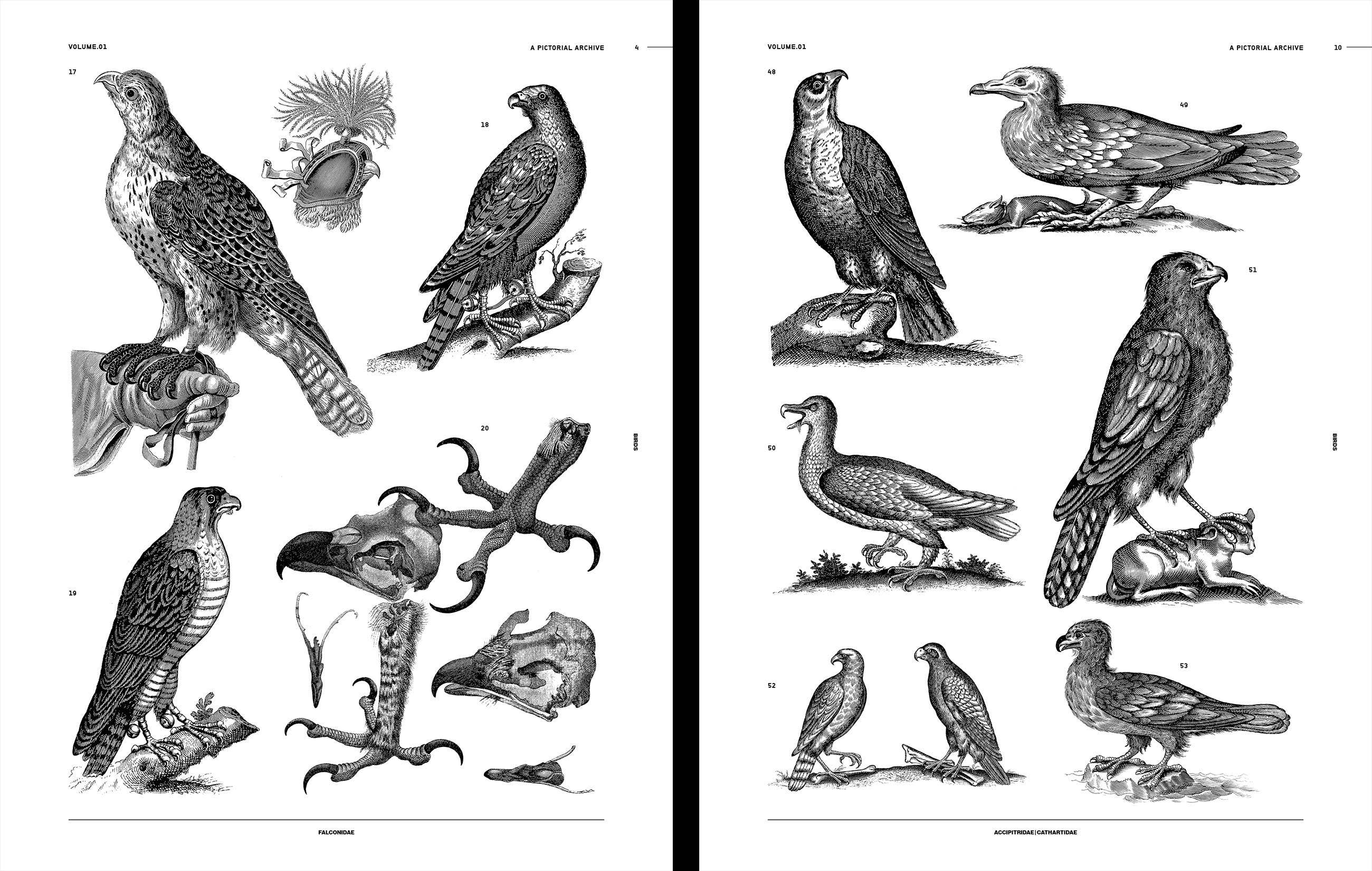 Vault Editions Birds Reference Book Book by James Kale