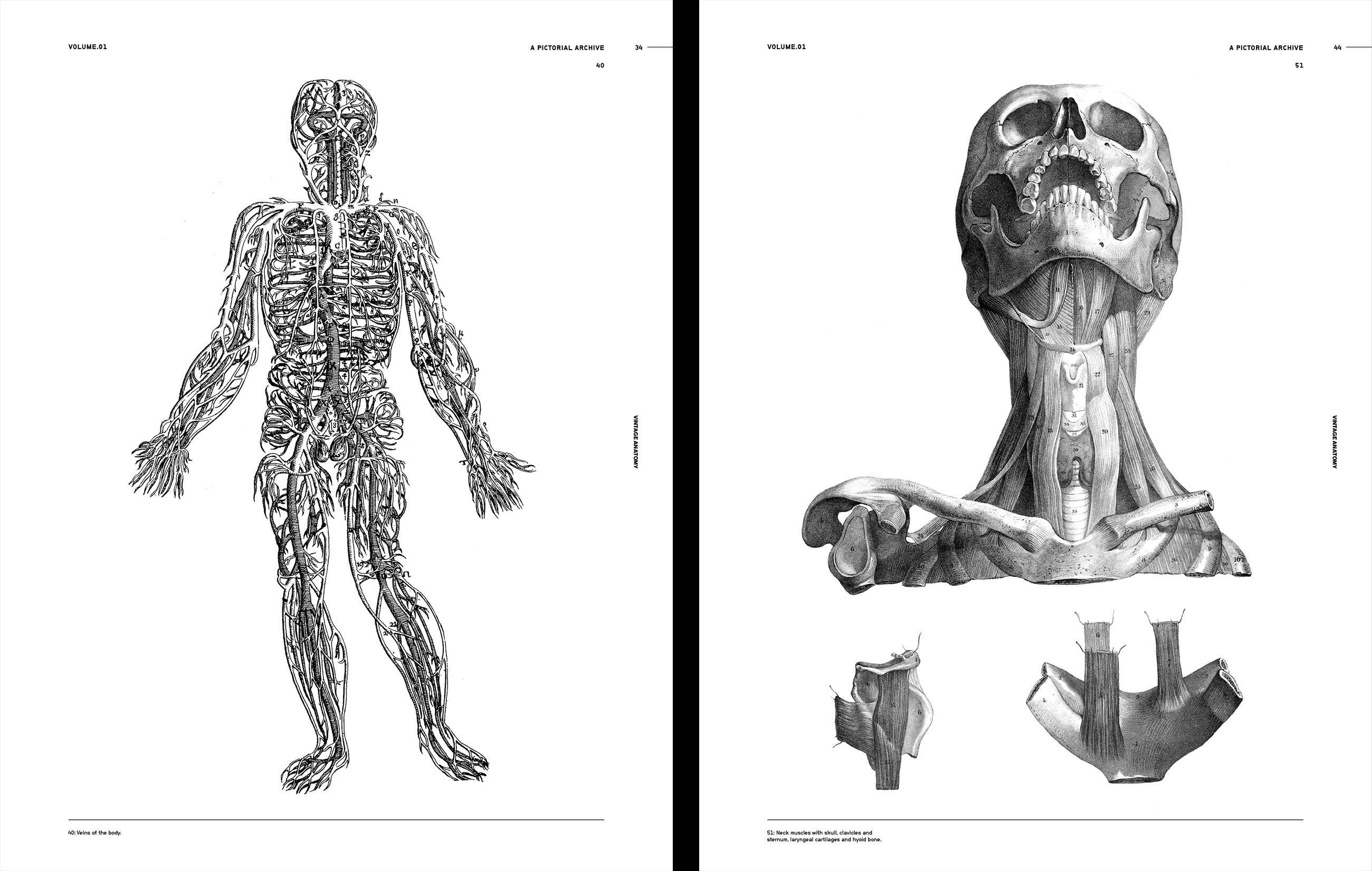 Vault Editions Vintage Anatomy Book by James Kale