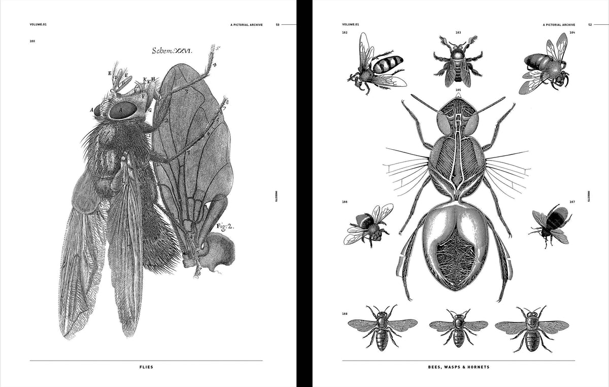 Vault Editions UK Insects Reference Book, An Image Archive