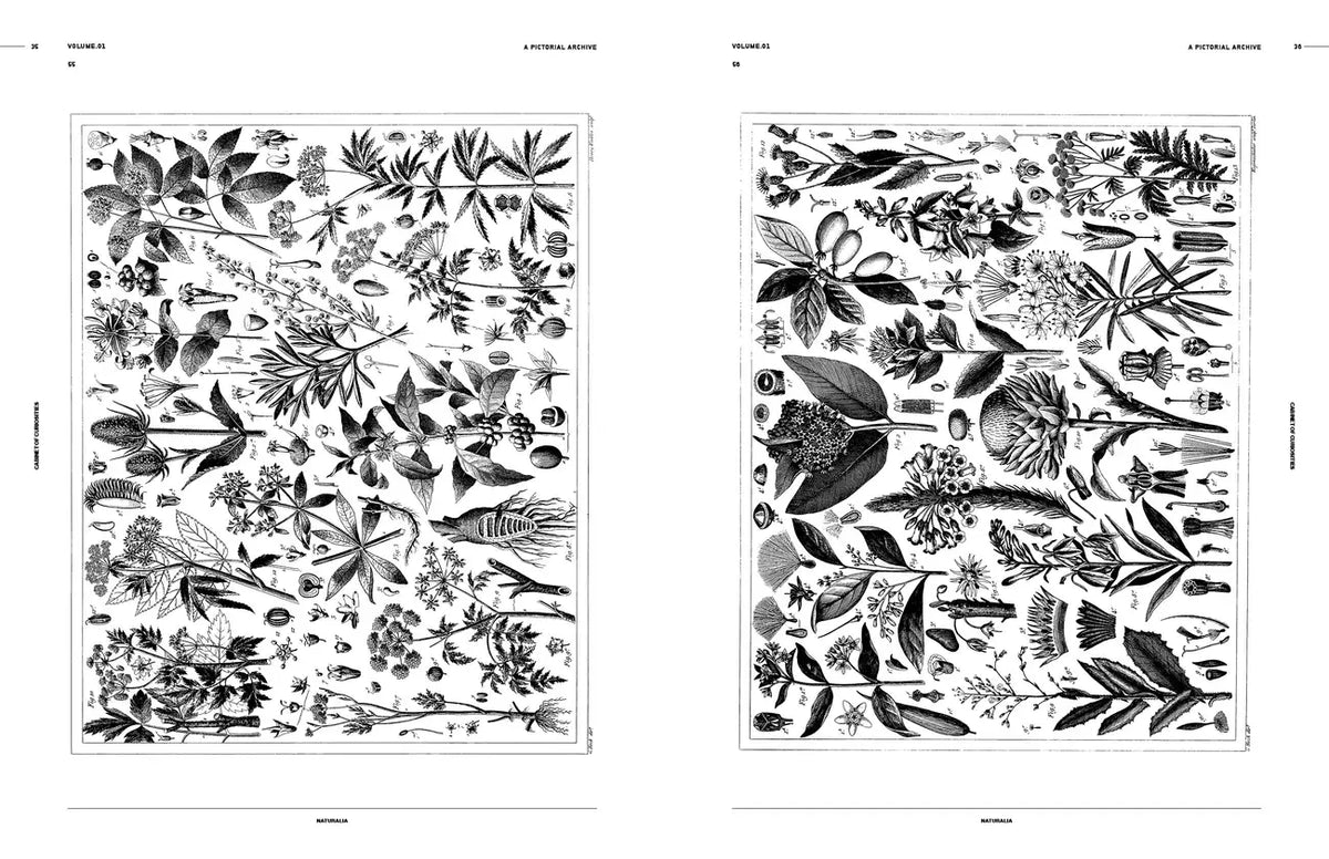 Vault Editions UK Cabinet of Curiosities: An Image Archive