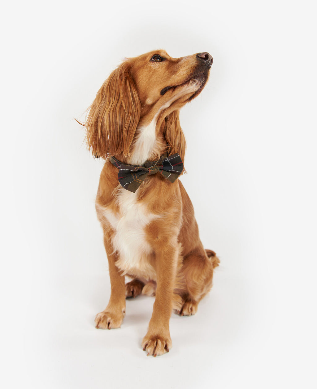 Dog wearing a tartan bow tie with navy, red, and white plaid pattern