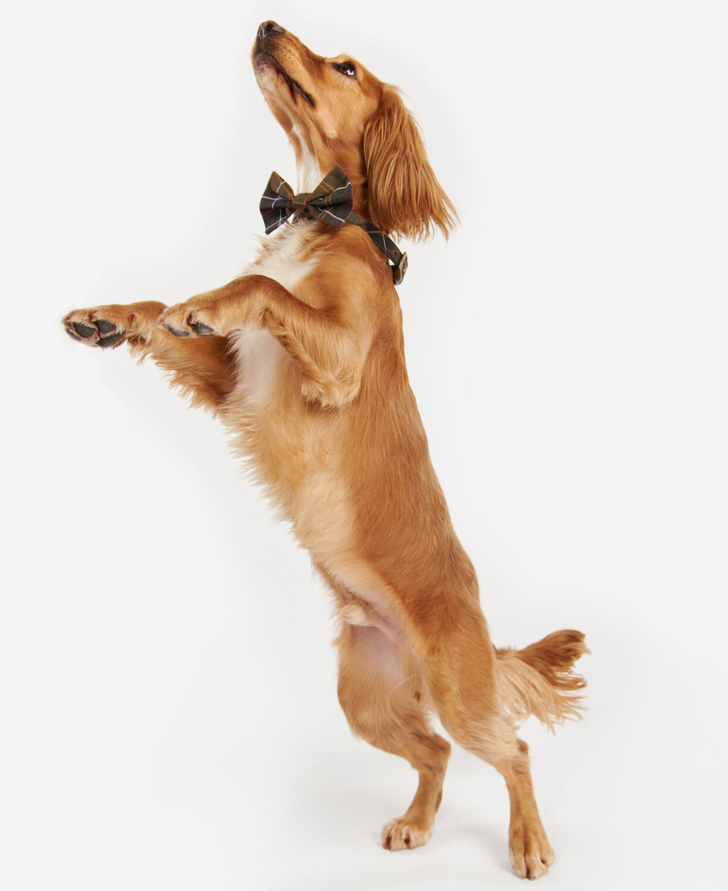 Dog wearing a plaid tartan bow tie with dark navy and red stripes