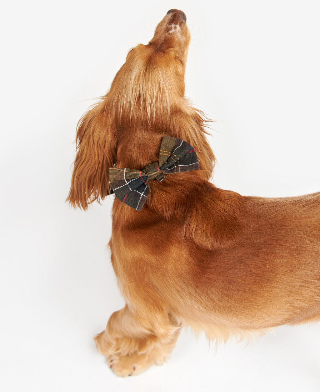 Dog with tartan bow tie on chest, dark plaid with red, white, and gray