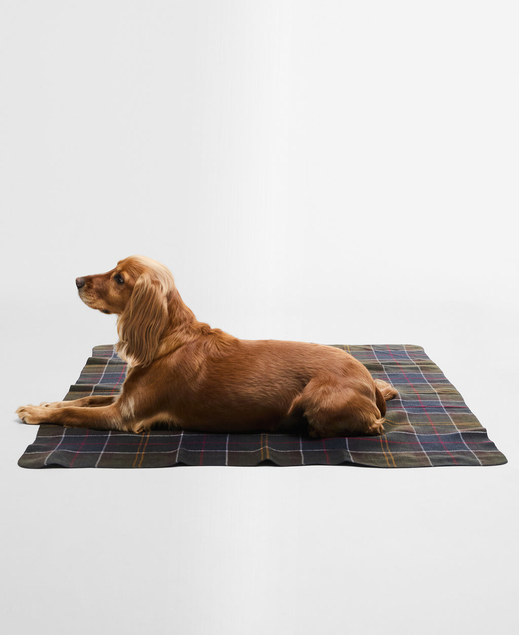 Dark tartan dog blanket with red, yellow, and white plaid; dog lying on it