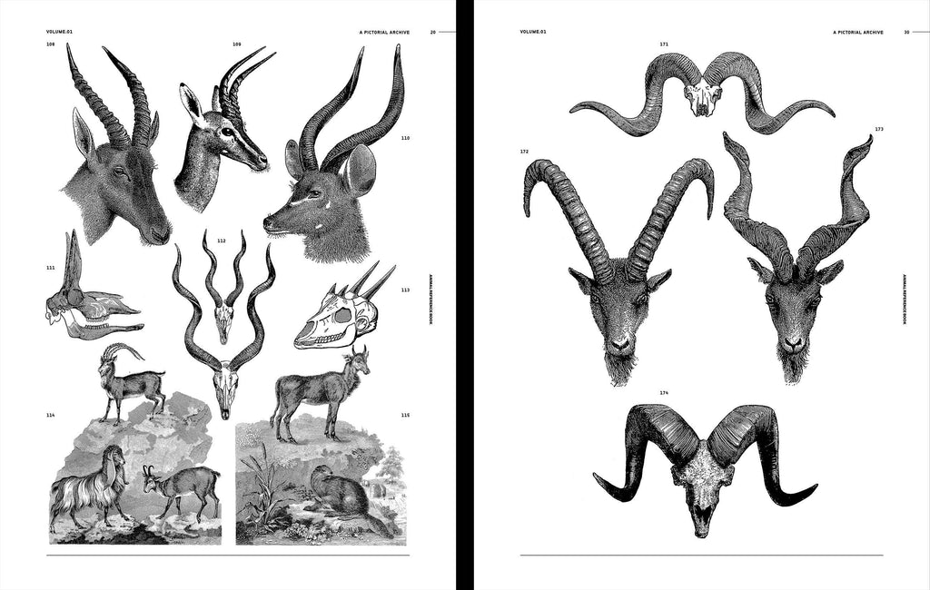 Two-page spread of black-and-white animal sketches, including antelopes and snakes