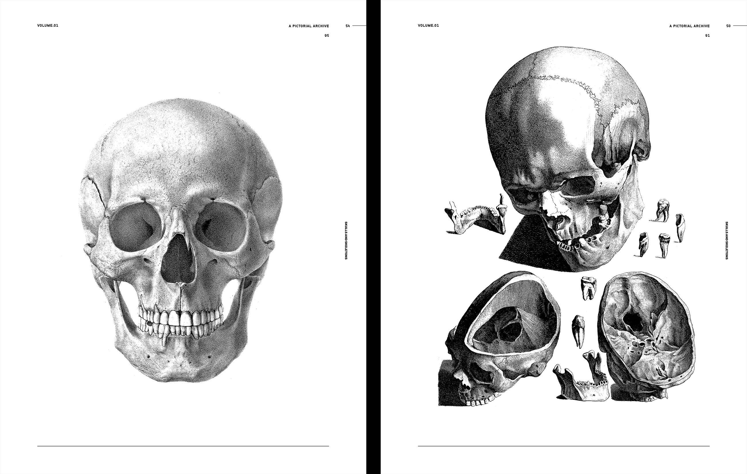 Skulls & Skeletons Book by Kale James