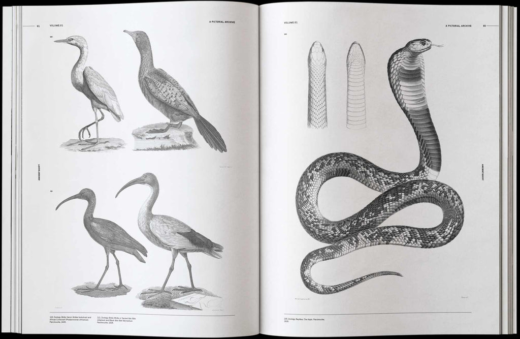 Open Ancient Egypt book pages featuring black-and-white bird and snake illustrations