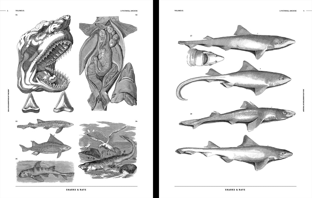 Sea-life & Monsters of the Deep open book pages showing vintage drawings of sharks and rays.
