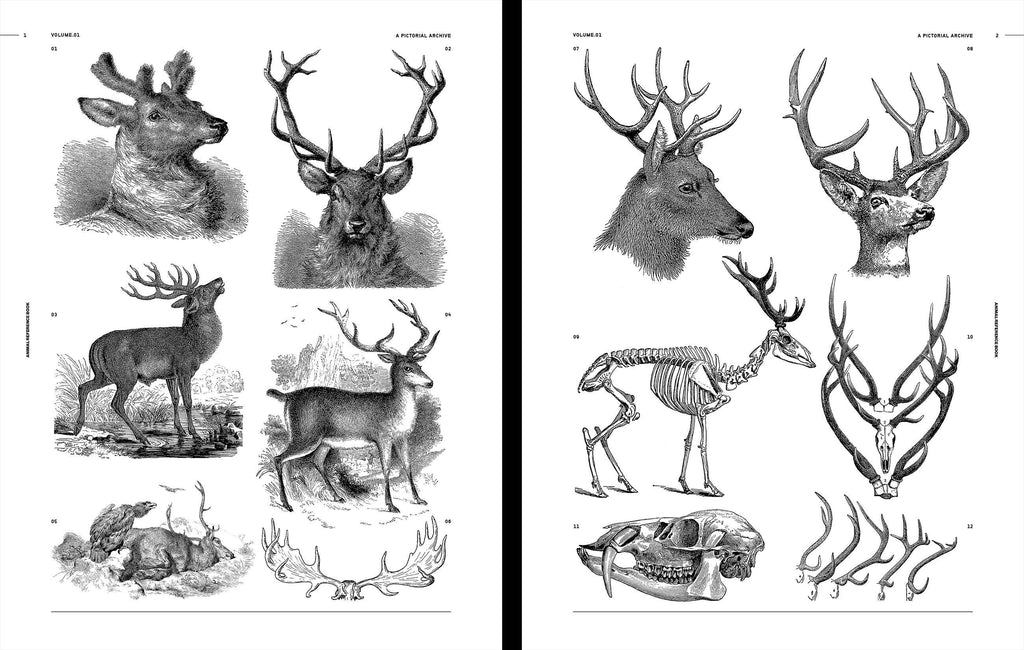 Black-and-white animal sketch pages with deer and antlered wildlife illustrations